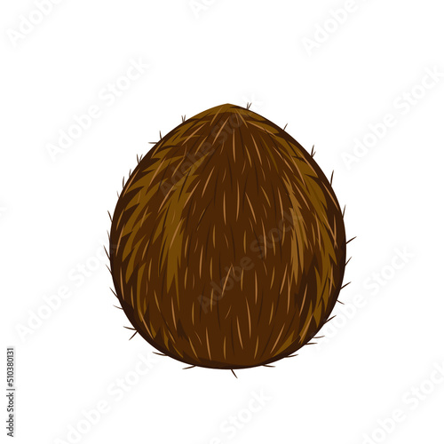 Coconut on white bakground. Coconut icon. Vector illustration for design and print
