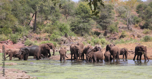 Afrikanischer Elefant im Sweni River / African elephant in Sweni River / Loxodonta africana.