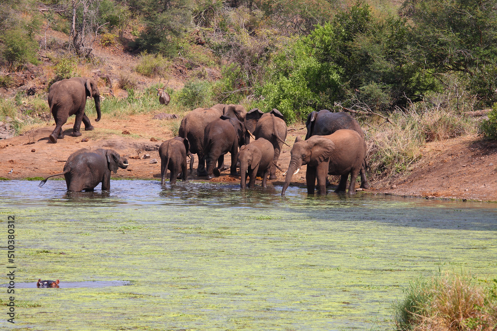 Afrikanischer Elefant im Sweni River / African elephant in Sweni River / Loxodonta africana.