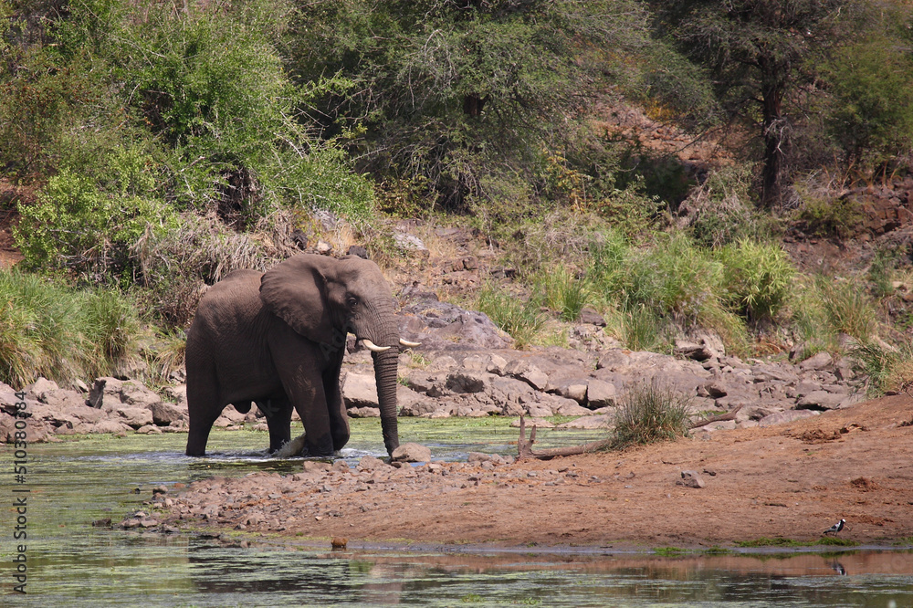 Afrikanischer Elefant im Sweni River / African elephant in Sweni River / Loxodonta africana