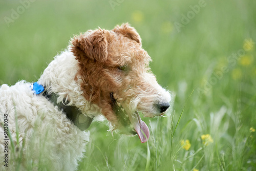 portrait of a fox terrier close-up