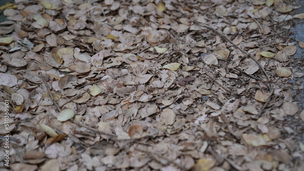 fallen leaves fallen leaves
