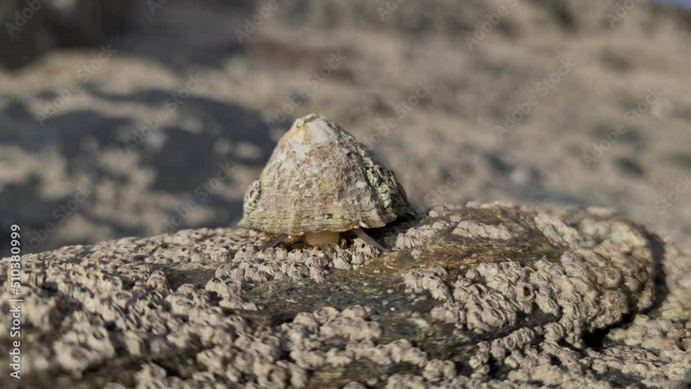 The Common Limpet, Patella vulgata, Sea Mollusc, is an aquatic snail with uncommonly strong teeth.