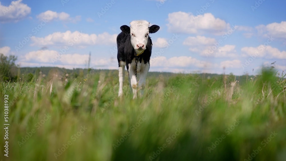 Obraz premium A young black and white calf on a dairy farm. Newborn cow. The calf is grazing in the meadow. A young calf in black and white.