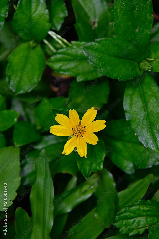 Wadelia yellow flower Wadelia yellow flower