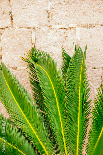 Textured background of green fern leaves