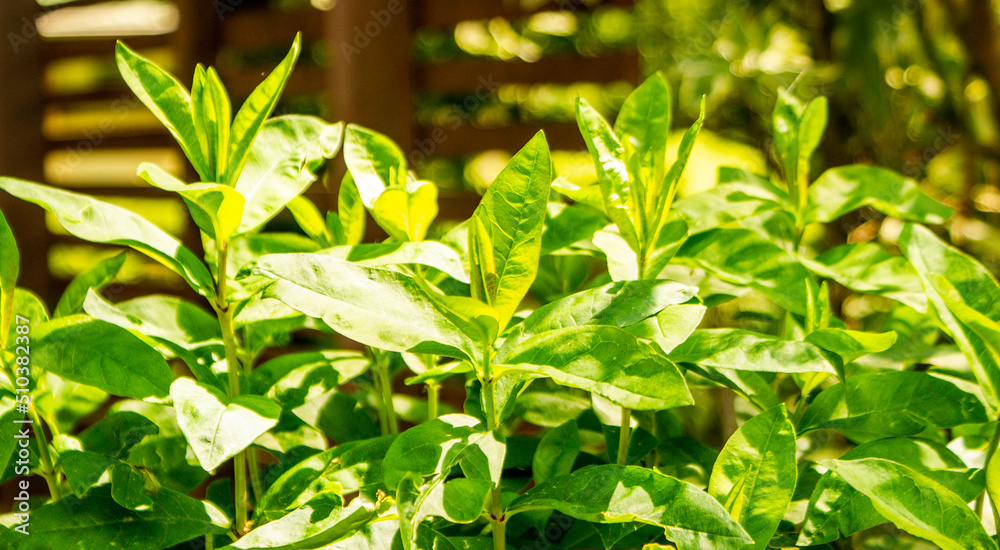leaves leaves