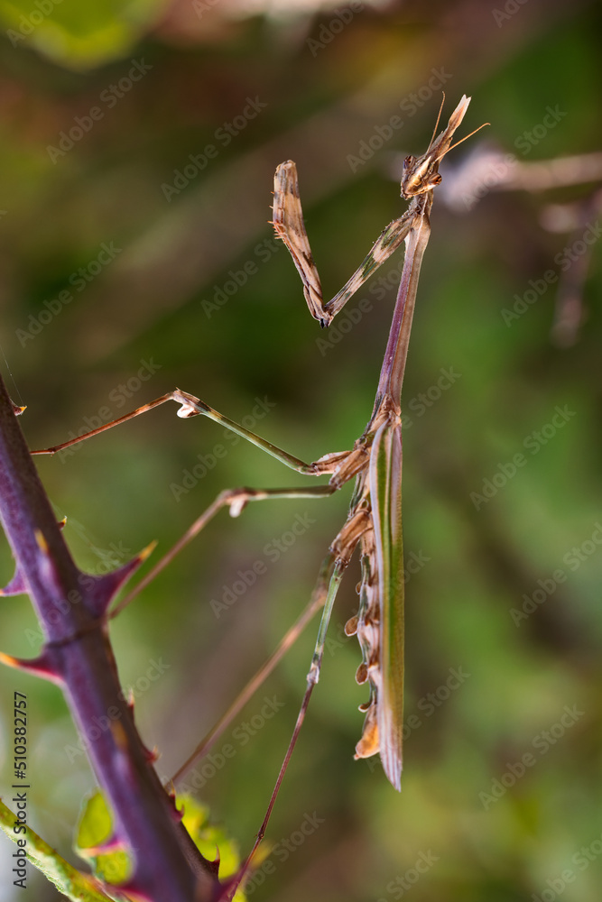 Empusa pennata. Stick mantis in its natural environment. Empusa pennata. Stick mantis in its natural environment.