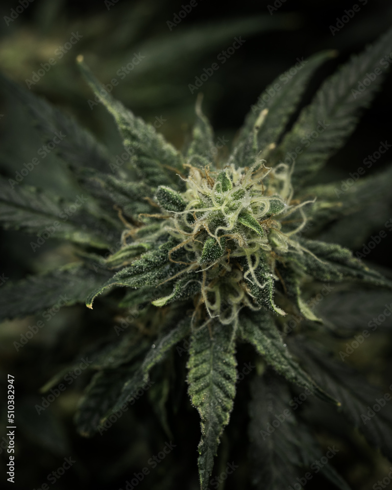 Fresh cannabis flowers and buds. Marijuana plants close up Fresh cannabis flowers and buds. Marijuana plants close up