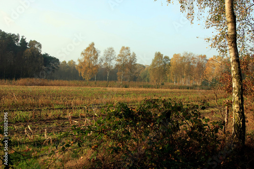 Abgeerntetes Maisfeld. Beckedorf Niedersachsen, Deutschland, Europa  --
Harvested corn field. Beckedorf Lower Saxony, Germany, Europe photo