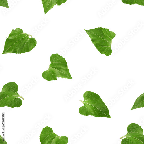 Sunflower leaves isolated on white background, SEAMLESS, PATTERN