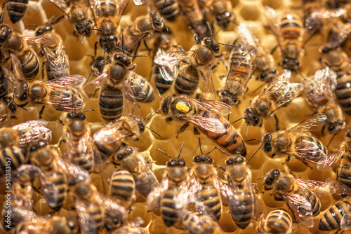 Bienenkönigin auf Bienenwabe mit Bienen