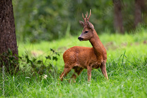 Chevreuil (Capreolus capreolus) brocard en été. Alpes. France
