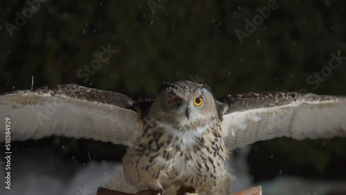 Slow motion of big eurasian great horned eagle owl on leash flapping extended wings, flying, landing from flight, perching, balancing on branch pole, turning head back, snow falling in winter night.