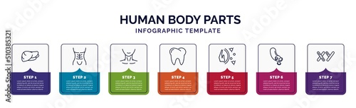 infographic template with icons and 7 options or steps. infographic for human body parts concept. included human liver, human abdomen, neck, teeth, immune system, blood vessel, masculine chromosomes