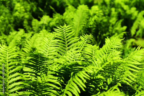 Obraz na płótnie Fern background. Green lush foliage of ferns on sunny day. Natural bright botanical texture. Selective focus. w salonie