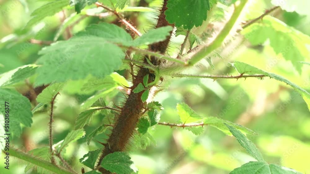 A close up of a camera movement on a delicate, young bush branch, slowly swinging in the light wind on a sunny spring day. A close up of a camera movement on a delicate, young bush branch, slowly swinging in the light wind on a sunny spring day.
