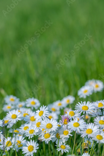 White daisy flowers (Bellis berennis) in a lawn. Copy space. photo