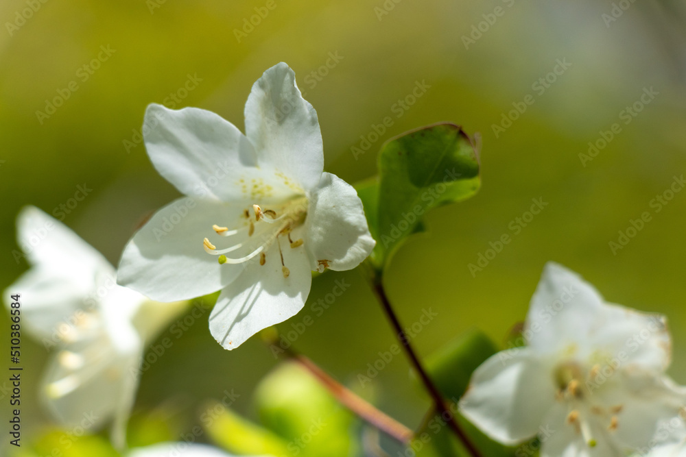 Obraz premium flowers