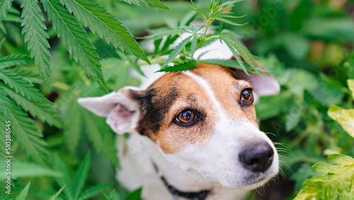 Photography training of service dogs to search for cannabis plants