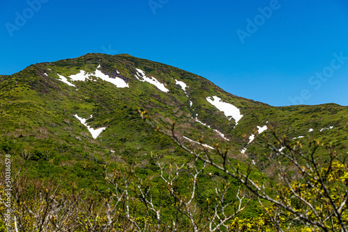 landscape in the summer