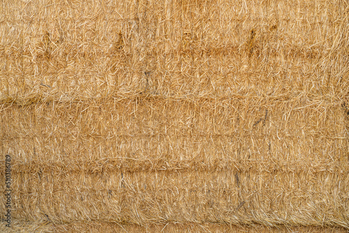 Wallpaper Mural dry yellow hay, grass background Torontodigital.ca