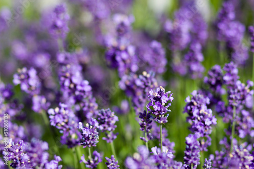 lavender flowers in the garden