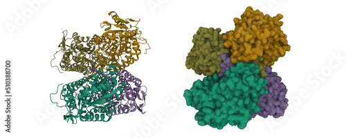 фотографія Structure of human apo aldehyde dehydrogenase (ALDH1A1)