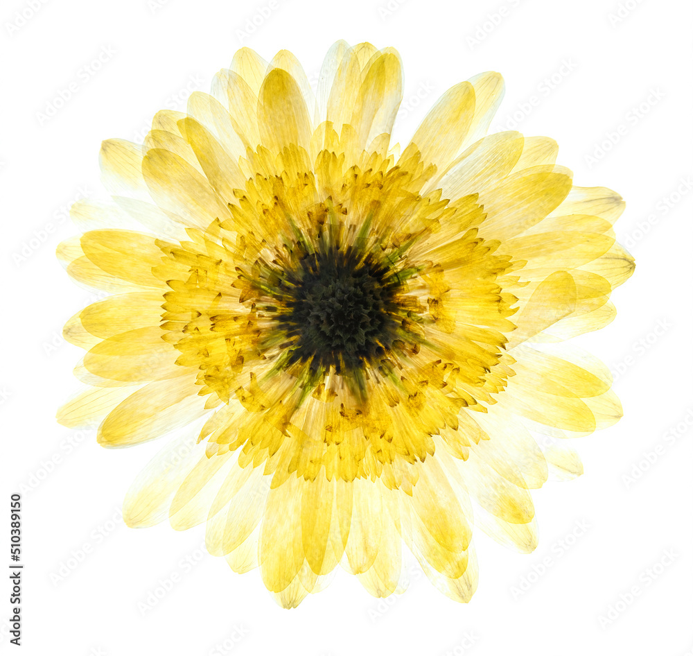 Pressed and dried delicate yellow flower on white background Pressed and dried delicate yellow flower on white background
