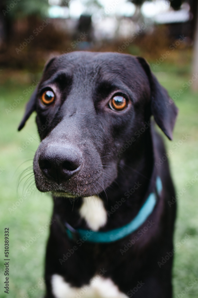 black dog portrait black dog portrait