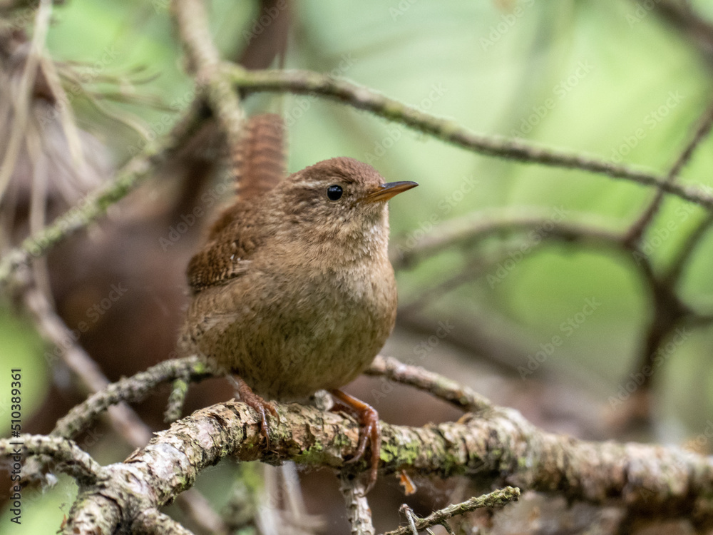 Obraz premium Zaunkönig