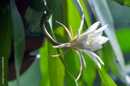 Wallpaper Mural Wijaya Kusuma flower is the name of a flower from Indonesia Torontodigital.ca