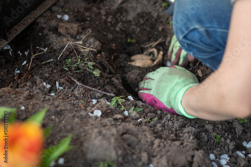 Planting a dahlia tuber in a spring flower garden. Working with plants in the garden. Gardening with flower tubers. Good roots of a dahlia plant. Hands of a gardener woman in a garden in gloves.