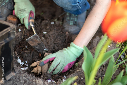 Planting a dahlia tuber in a spring flower garden. Working with plants in the garden. Gardening with flower tubers. Good roots of a dahlia plant. Hands of a gardener woman in a garden in gloves.