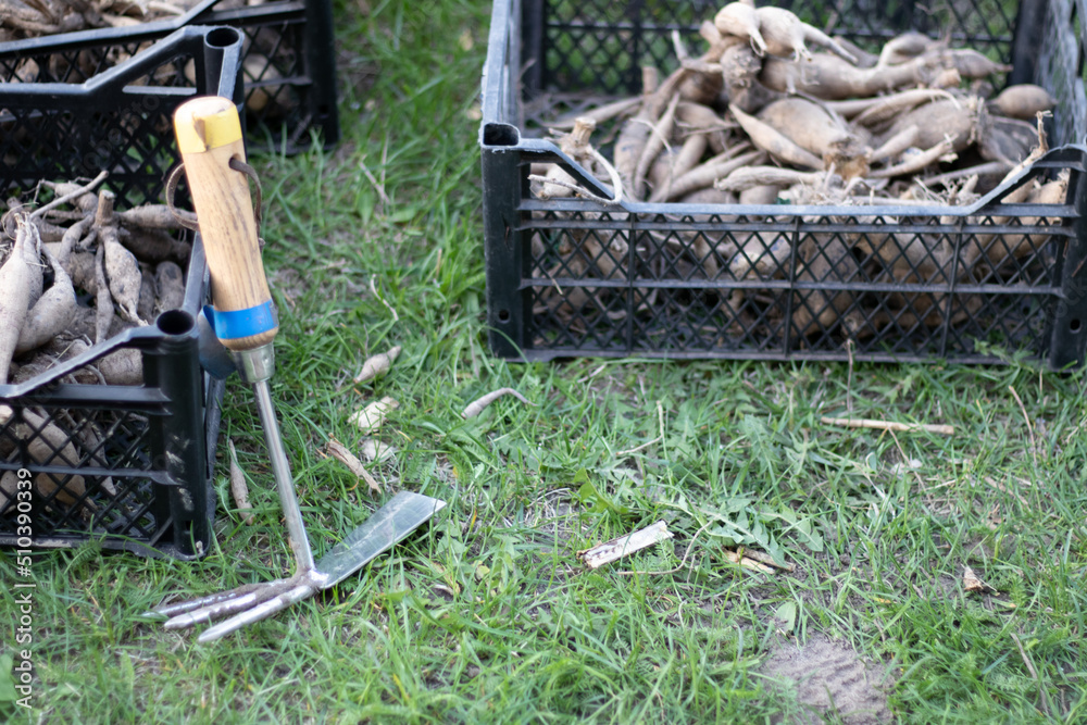 Obraz premium Large dahlia tubers with dried stems are stacked in plastic boxes standing on green grass. Preparing for spring planting. Flower tubers dry out in the sun. Planting flowers. Dahlia planting season.