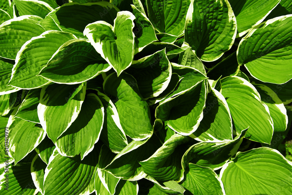 Hosta green leaves bordered by white rim. Fresh lush foliage in sunlight. Natural background. Selective focus.