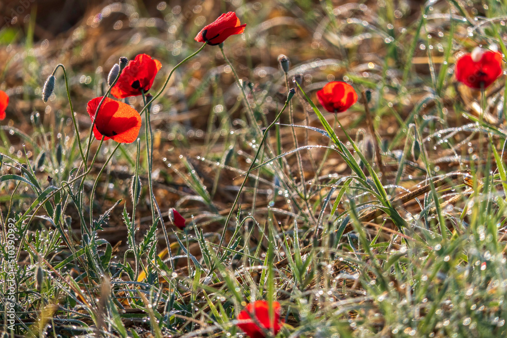 Fototapeta premium filed of red poppy flower with dew drops closeup