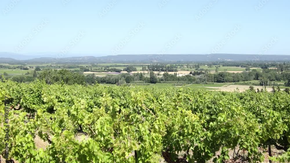 vue d'un champs de vigne sous le vent vue d'un champs de vigne sous le vent