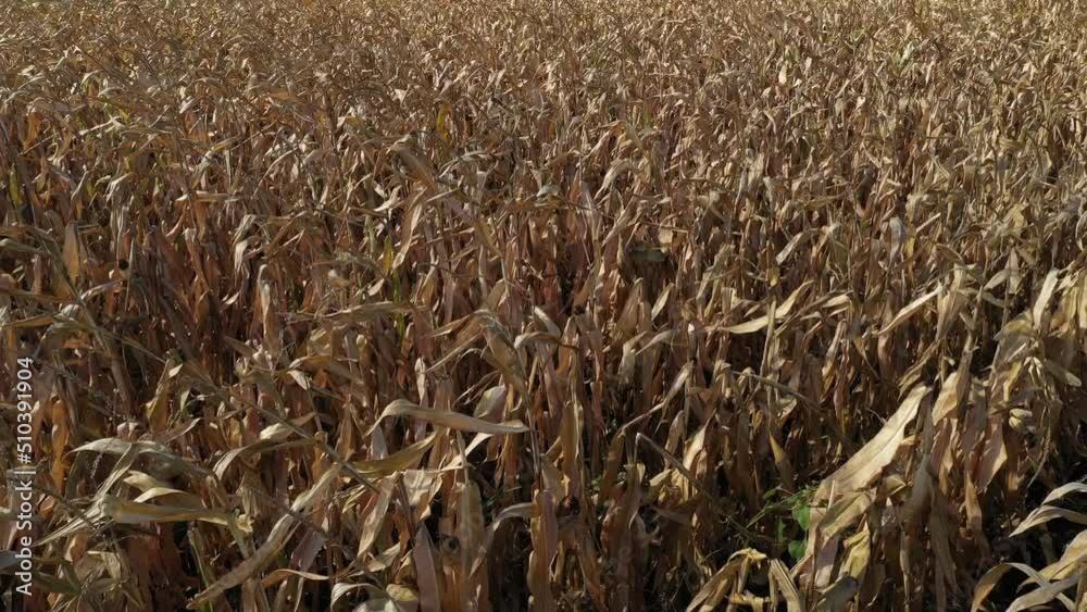 Backward pull away drone shot of ripe corn (zea mays) crops field in autumn Backward pull away drone shot of ripe corn (zea mays) crops field in autumn