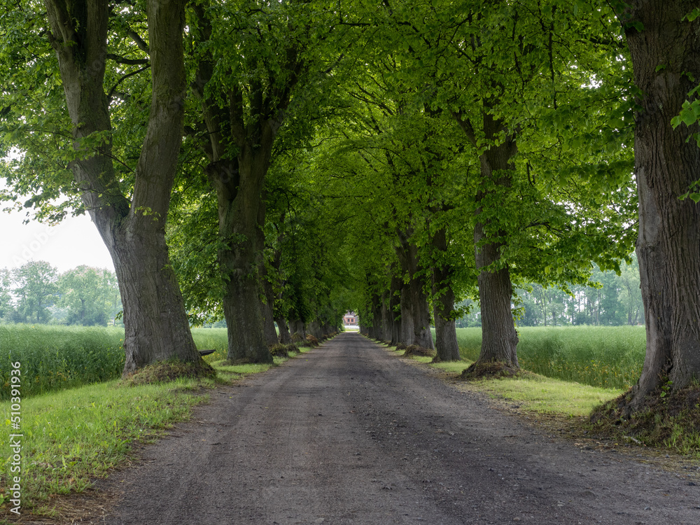 Allee Allee