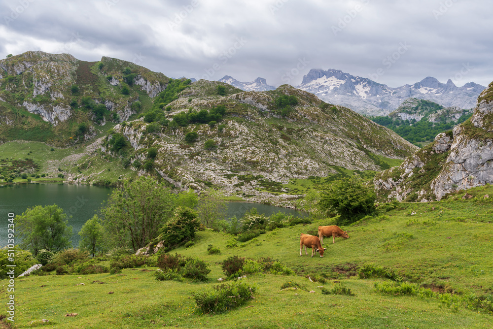 Lakes of Covadonga, Lake Enol, with the snow-capped peaks of the Picos de Europa, Asturias.