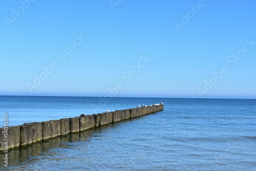 Ostsee - Polen - Wasser - V  gel - Holzst  mme - Strand