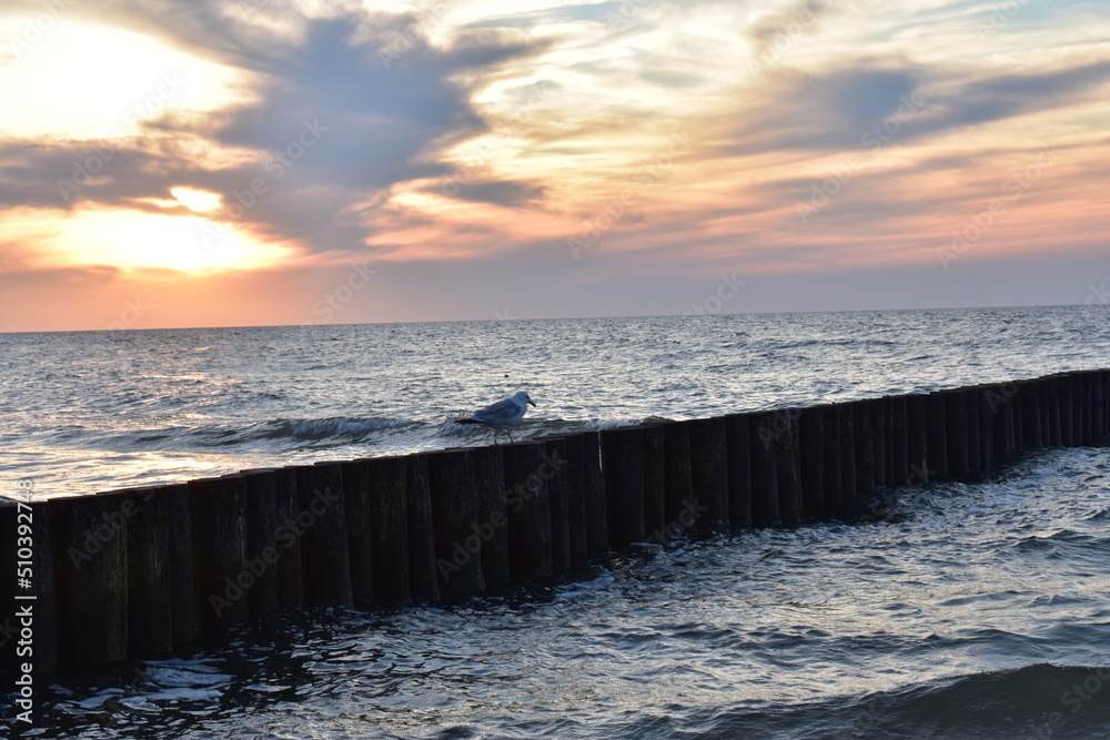 Ostsee - Polen - Wasser - Vögel - Holzstämme - Strand