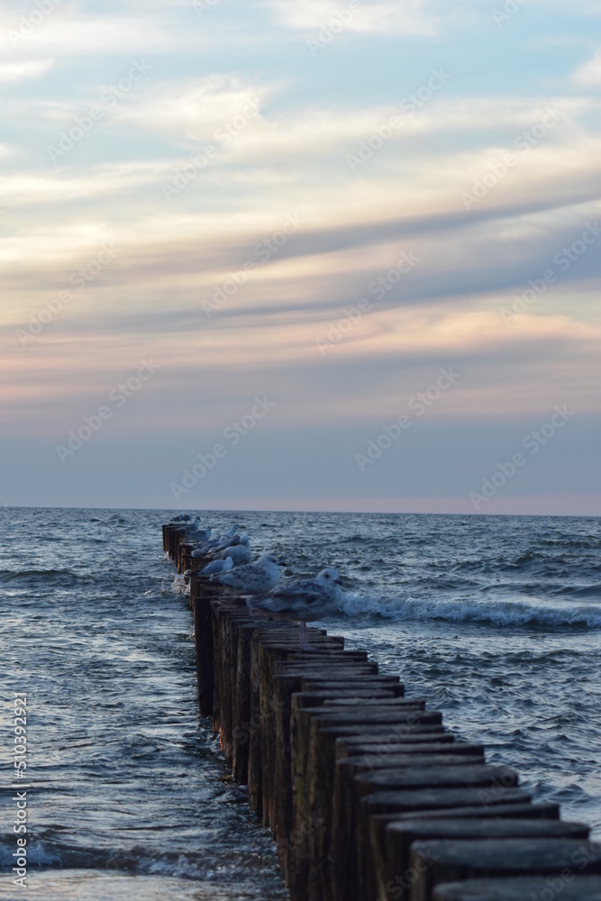 Obraz premium Ostsee - Polen - Wasser - Vögel - Holzstämme - Strand