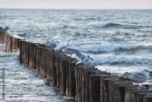 Ostsee - Polen - Möven - Wasser - Strand