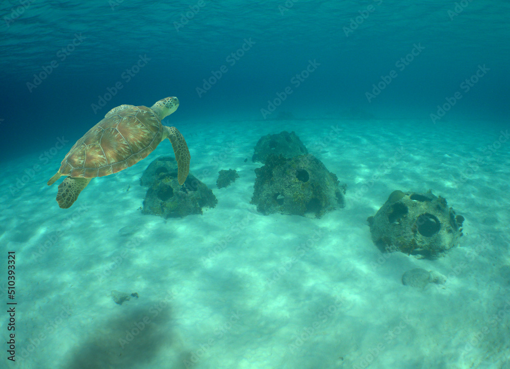 sea ​​turtle in its natural environment, caribbean sea