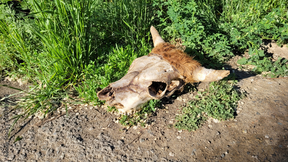 The skull of a dead cow lies on the road remains of a eaten animal. The skull of a dead cow lies on the road remains of a eaten animal.