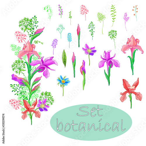 botanical set of ornamental plants on a white background