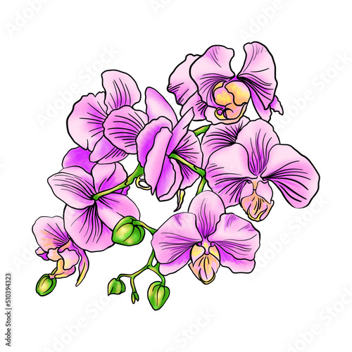 Illustration of an orchid flower, lilac orchid. Isolated image on a white background.