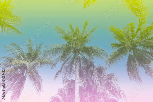 The baner  colors with a tropical in Summer of Palm Trees Vintage - cloud sky summer tropical summer image background © SASITHORN